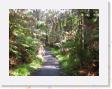 IMG_0609 * Rain Forest * 1600 x 1200 * (1.08MB)