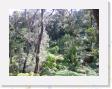 IMG_0610 * Rain Forest * 1600 x 1200 * (1.2MB)