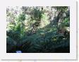 DSCN3603 * Rain Forest * 2288 x 1712 * (863KB)