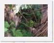 DSCN3606 * Rain Forest * 2288 x 1712 * (799KB)