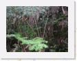 DSCN3607 * Rain Forest * 2288 x 1712 * (838KB)