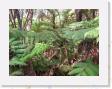 DSCN3614 * Rain Forest * 2288 x 1712 * (818KB)