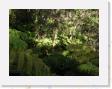 DSCN3616 * Rain Forest * 2288 x 1712 * (834KB)