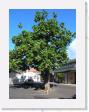 DSCN3656 * Bread Tree * 1712 x 2288 * (787KB)