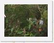 IMG_0638 * Rain Forest * 1600 x 1200 * (920KB)