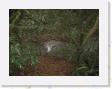 IMG_0639 * Rain Forest * 1600 x 1200 * (854KB)