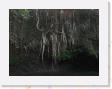 IMG_0640 * Banyan tree in Rain Forest * 1600 x 1200 * (693KB)