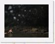 IMG_0646 * swimming in Rain Forest * 1600 x 1200 * (409KB)