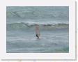 DSCN3702 * windsurfer * 2288 x 1712 * (591KB)