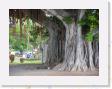 DSCN3840 * Banyan tree in Kona * 2288 x 1712 * (742KB)