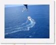 IMG_0758 * Stephen parasailing see boat below * 1600 x 1200 * (552KB)