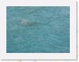 IMG_0761 * sea turtle * 1600 x 1200 * (410KB)