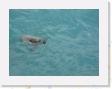 IMG_0762 * sea turtle * 1600 x 1200 * (398KB)