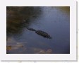 DSCN4140 * crocodile farm * 2288 x 1712 * (852KB)