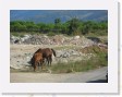 DSCN4195 * horse along side of road * 2288 x 1712 * (765KB)