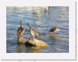 DSCN4267 * pelicans * 2288 x 1712 * (757KB)