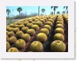DSCN4310 * Cacti Mundo, an ecological cactus garden * 2288 x 1712 * (875KB)