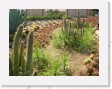 DSCN4311 * Cacti Mundo, an ecological cactus garden * 2288 x 1712 * (836KB)