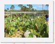 DSCN4312 * Cacti Mundo, an ecological cactus garden * 2288 x 1712 * (802KB)