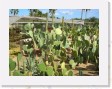 DSCN4313 * Cacti Mundo, an ecological cactus garden * 2288 x 1712 * (790KB)