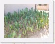 DSCN4314 * Cacti Mundo, an ecological cactus garden * 2288 x 1712 * (796KB)