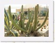 DSCN4315 * Cacti Mundo, an ecological cactus garden * 2288 x 1712 * (767KB)