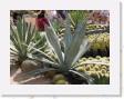 DSCN4319 * Cacti Mundo, an ecological cactus garden * 2288 x 1712 * (770KB)
