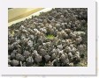 DSCN4320 * Cacti Mundo, an ecological cactus garden * 2288 x 1712 * (817KB)