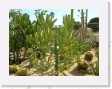 DSCN4322 * Cacti Mundo, an ecological cactus garden * 2288 x 1712 * (802KB)
