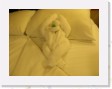 DSCN4350 * monkey towel * 2288 x 1712 * (872KB)