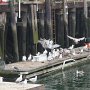Bate was dropped accidently and the seaguls had a fiest