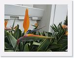 P1070195 * Birds of Paradise * 2048 x 1536 * (1.28MB)