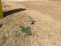 IMG_1382
